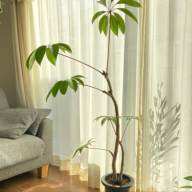 _eringo_home_さんの実例写真