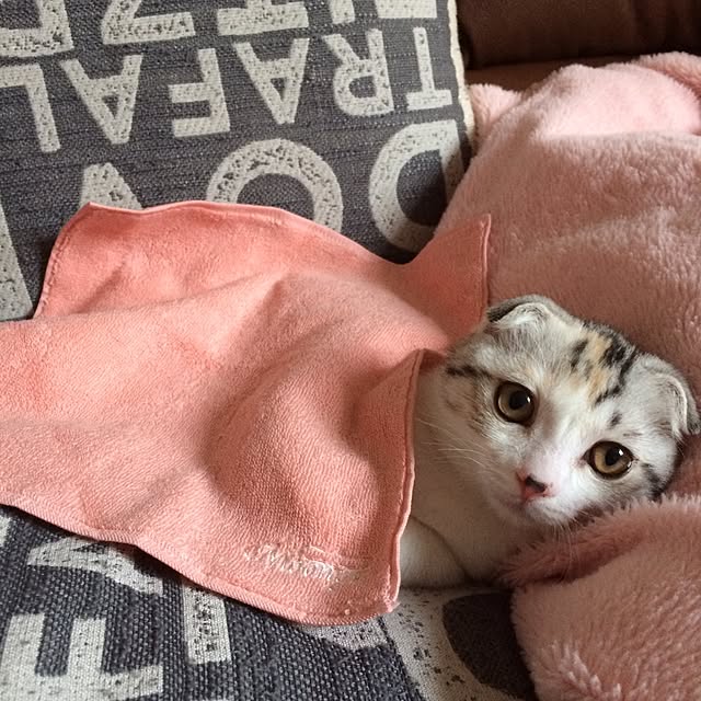 yokkochanさんの実例写真