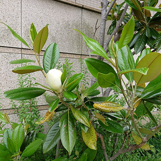 onikusanさんの実例写真
