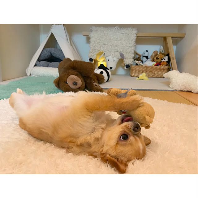 haruhinaさんの実例写真