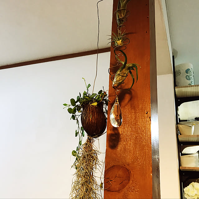 壁/天井/観葉植物のインテリア実例 - 2018-02-26 18:13:23