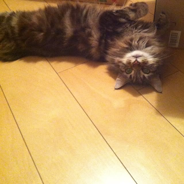 kkotnさんの実例写真
