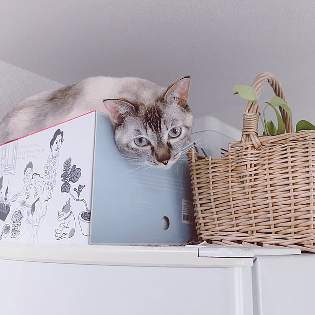 noelさんの実例写真