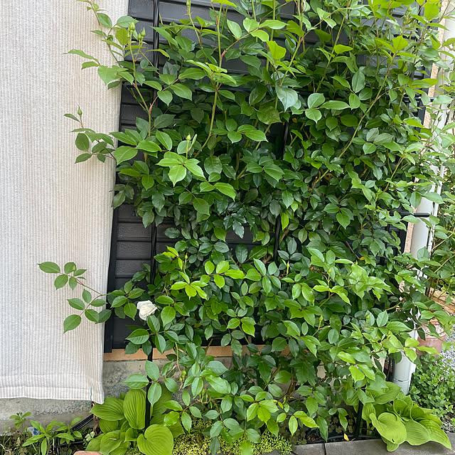 Ma-saさんの部屋