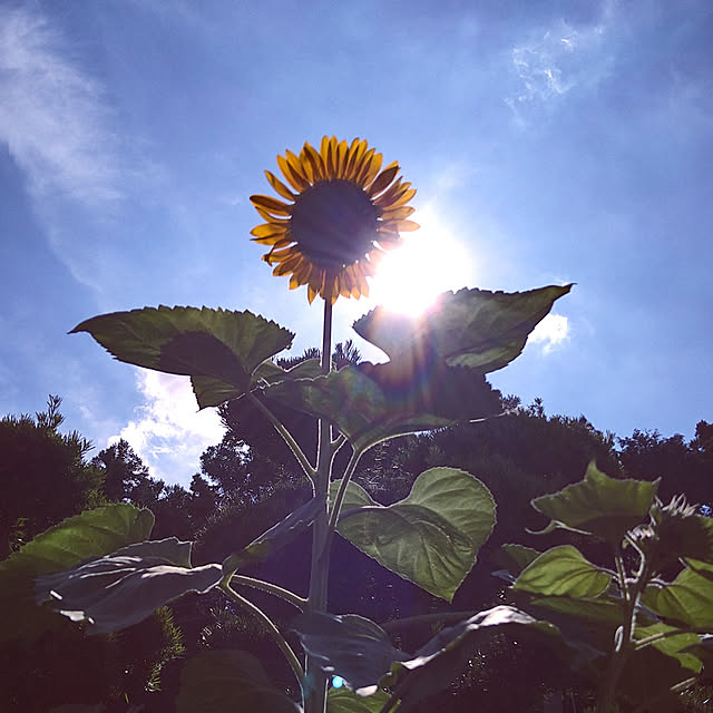 y.ebihara0811さんの実例写真