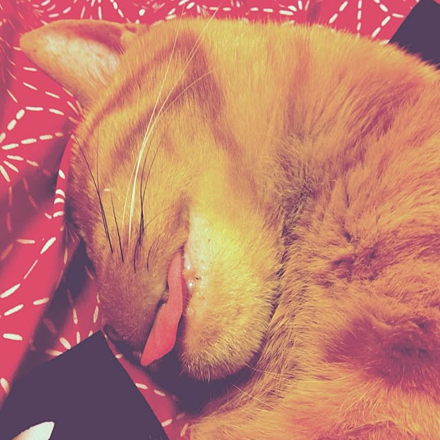cyokotaroさんの実例写真