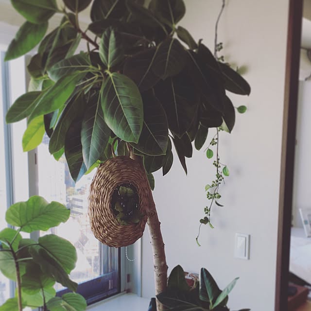 リビング/観葉植物のインテリア実例 - 2015-10-13 13:54:17