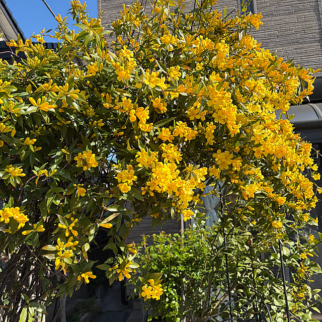 ronronさんの部屋