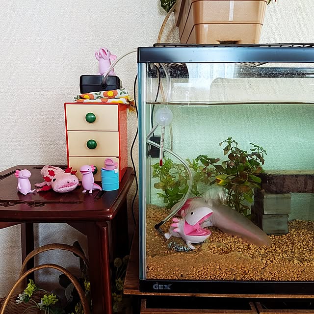 umeboshicyanさんの実例写真