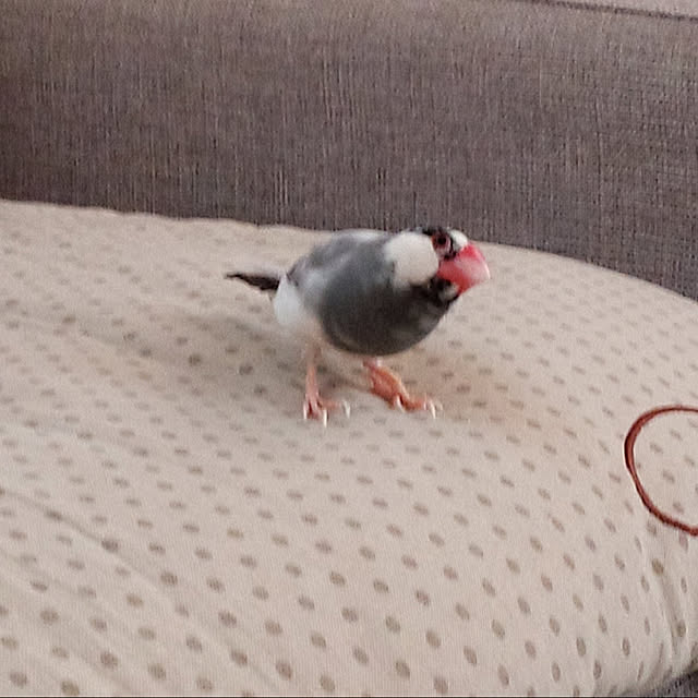 リビング/文鳥/ペットと暮らすのインテリア実例 - 2021-09-18 15:47:55