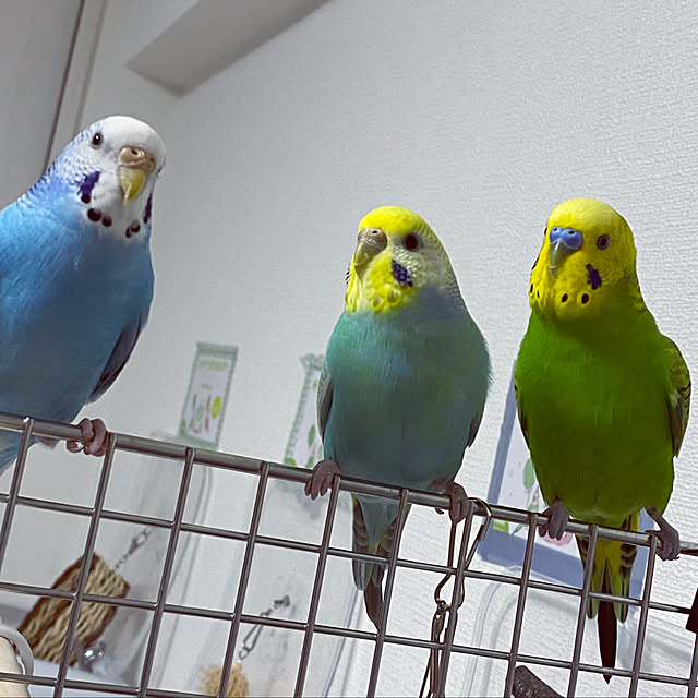 ohanaさんの実例写真