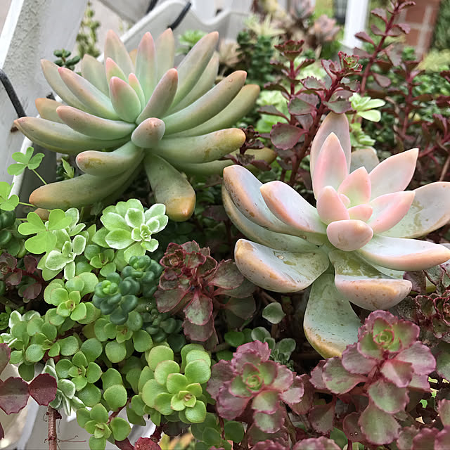 **yuu**さんの実例写真