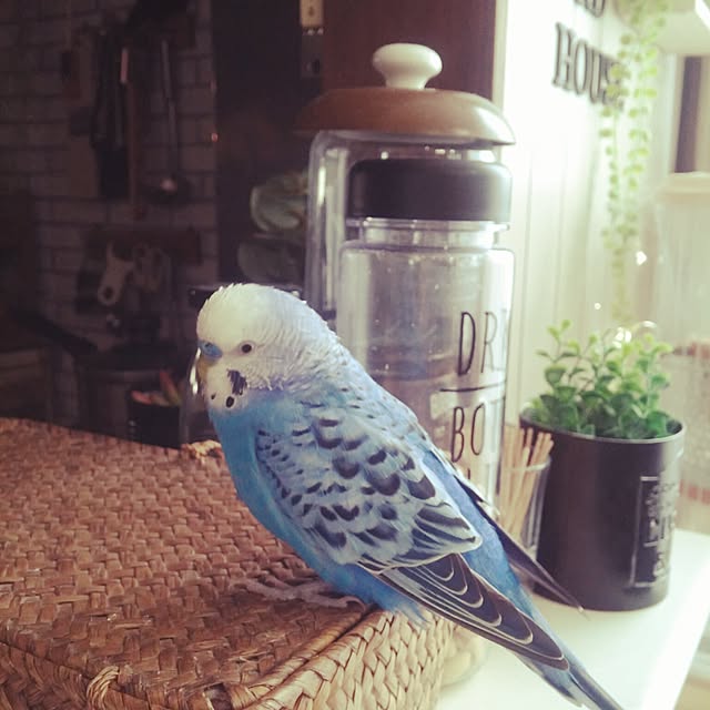 opiopiopiさんの実例写真