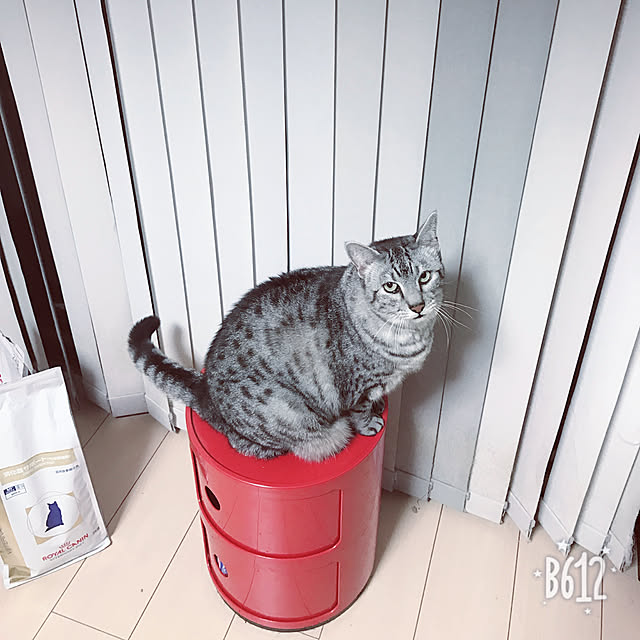 shienaさんの実例写真