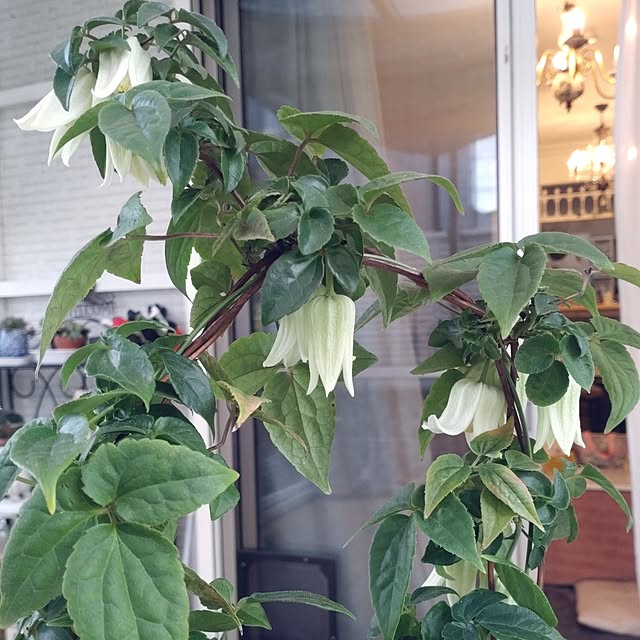 Bienvenueさんの実例写真