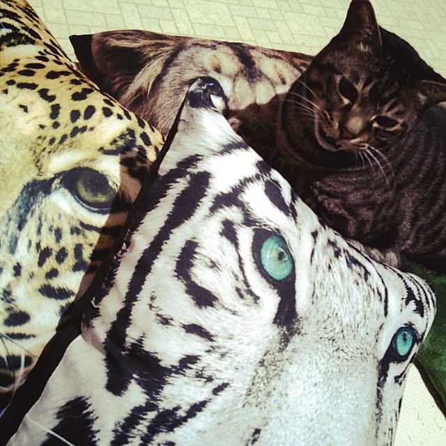 opsさんの実例写真