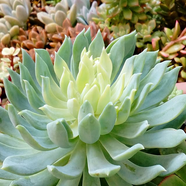 VERANDARJUNさんの実例写真