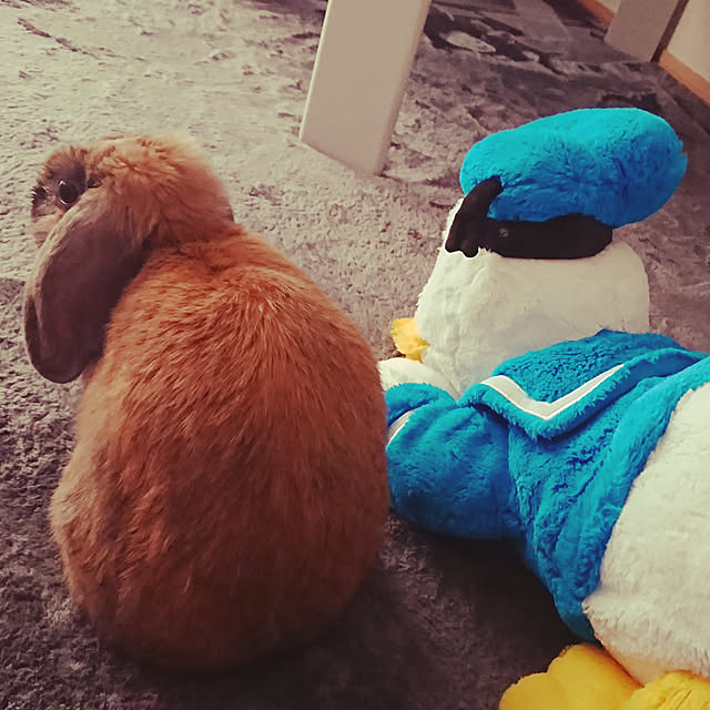 arisaさんの実例写真