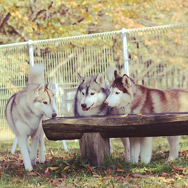 Ckさんの実例写真