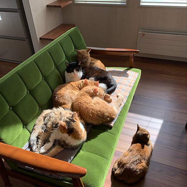 mikeume7さんの実例写真