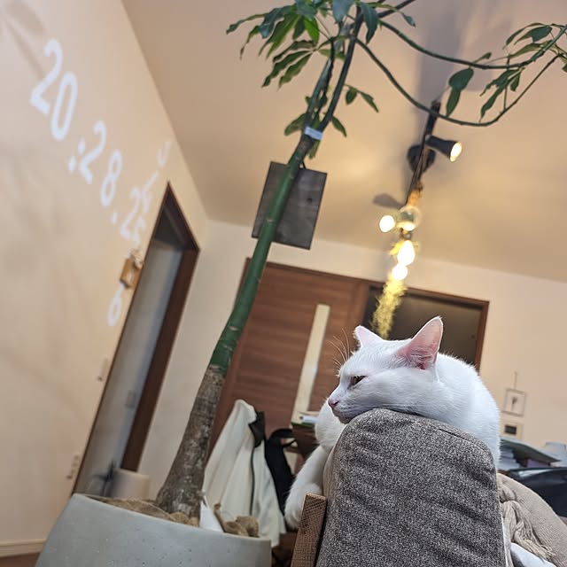 necoさんの実例写真