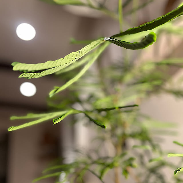 mikasa34さんの実例写真