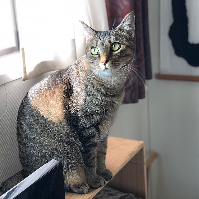 mikomaruさんの実例写真
