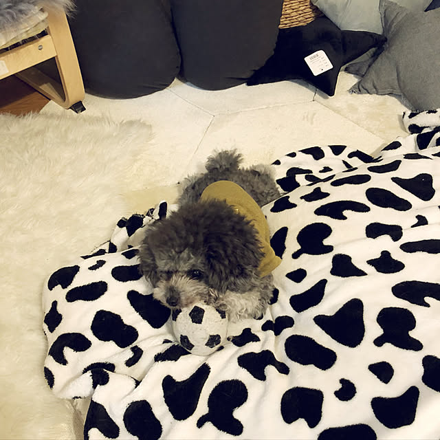 chocomamaさんの実例写真