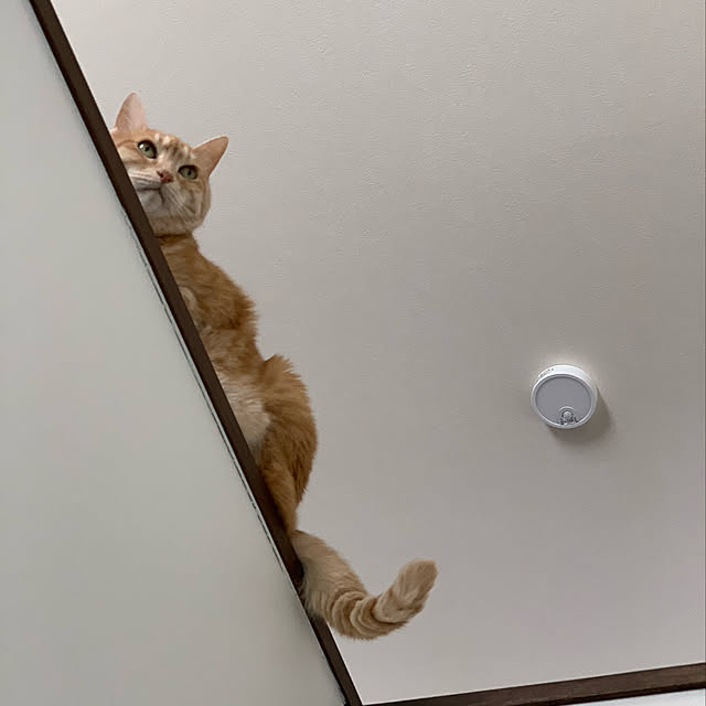 mikeume7さんの実例写真
