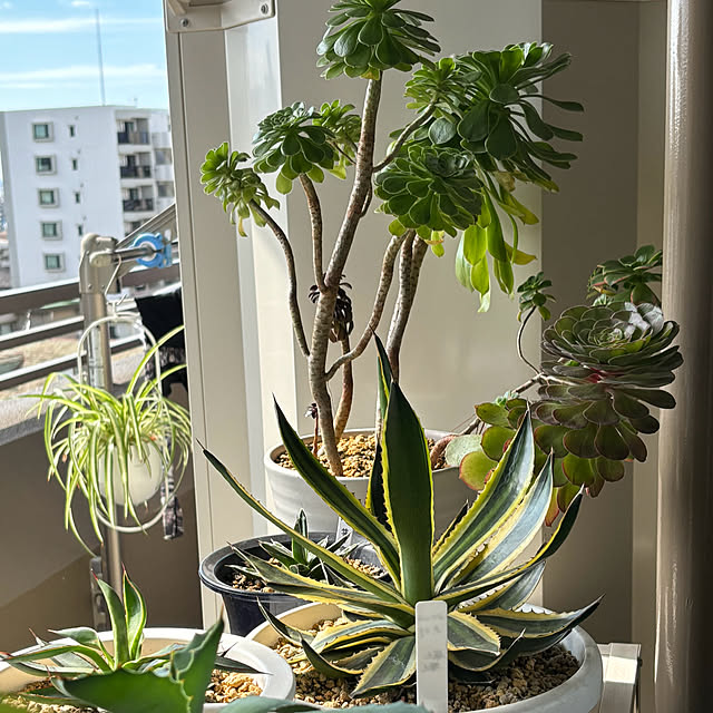 koshiregutyoさんの部屋