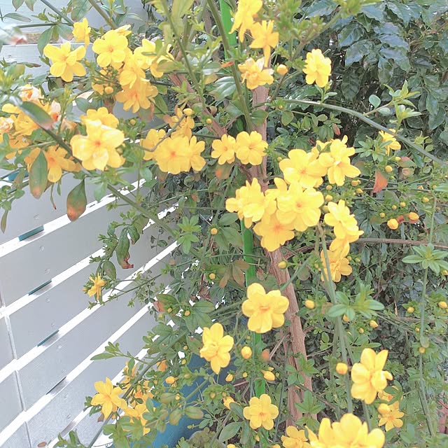 Miyumamaさんの部屋