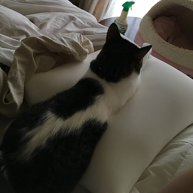 Shihoさんの実例写真