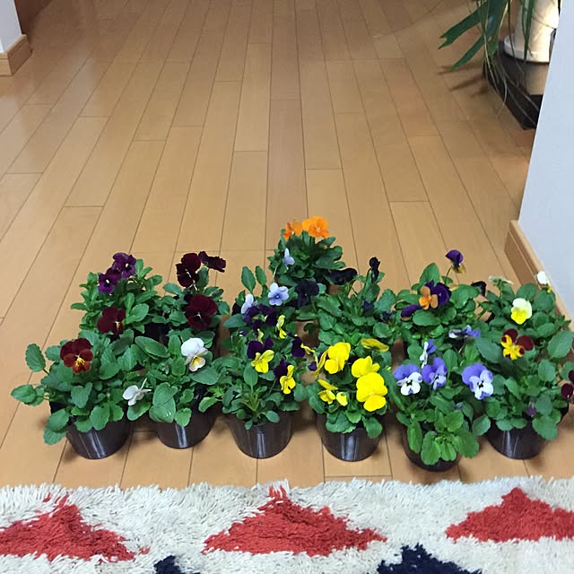 tsuyopipさんの実例写真