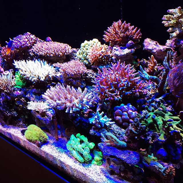 aquarium_seaさんの実例写真