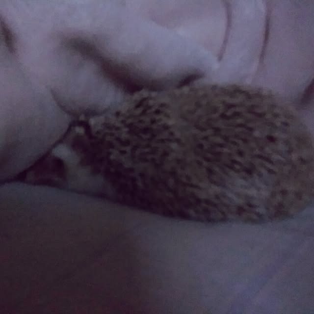 kuruさんの実例写真