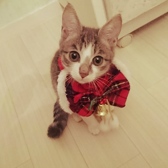 totoko3927さんの実例写真