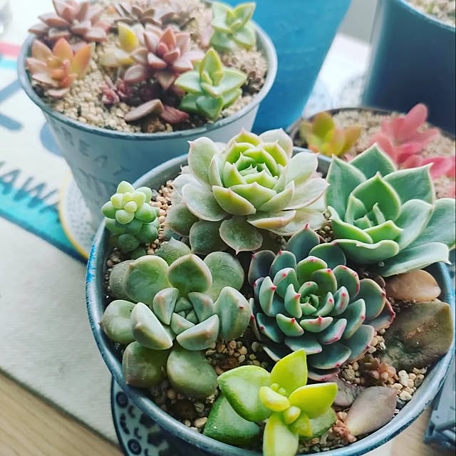 cocomintさんの部屋