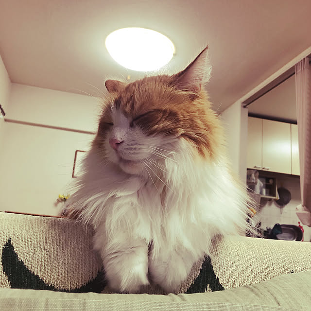 uchidaizuさんの実例写真