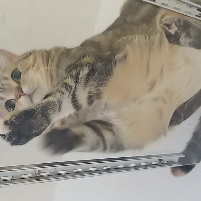 ryuさんの実例写真