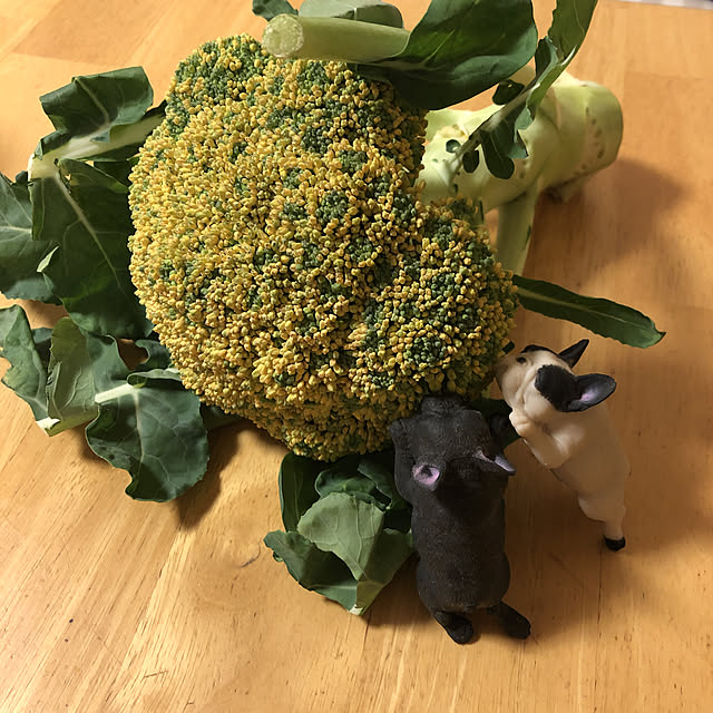 chi_gogaさんの実例写真