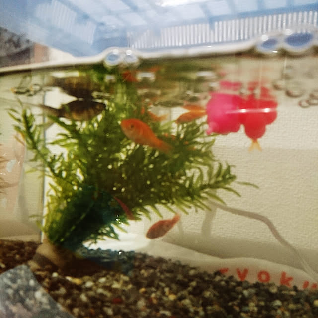 manamiさんの実例写真