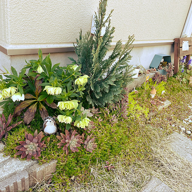 玄関/入り口/多肉/クリスマスローズ/多肉寄せ植え/北向き玄関...などのインテリア実例 - 2025-04-09 11:31:24