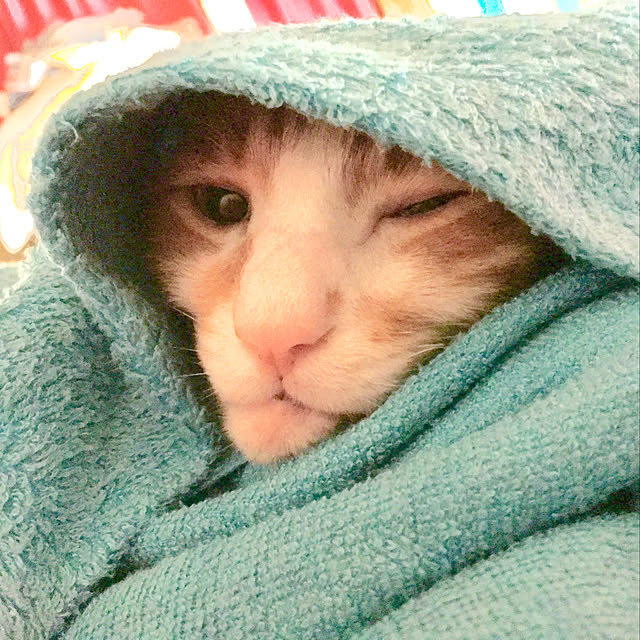brbrnknkさんの実例写真