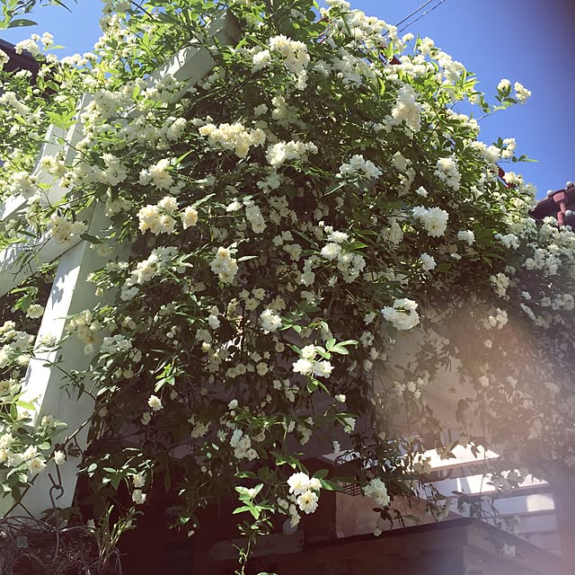 i_am_hisa13さんの実例写真