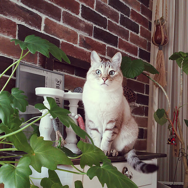 tomoppさんの実例写真