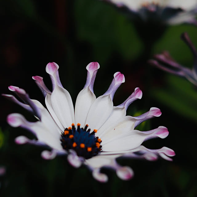 castellan1123さんの実例写真