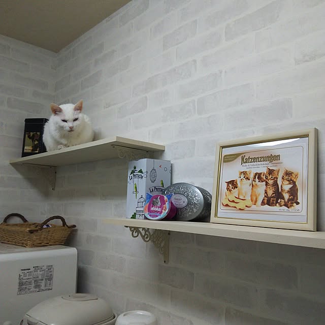 キッチン/キャットウォーク/お行儀悪くてすみません/猫のための家/なんにも無いですが......などのインテリア実例 - 2016-01-28 22:34:10