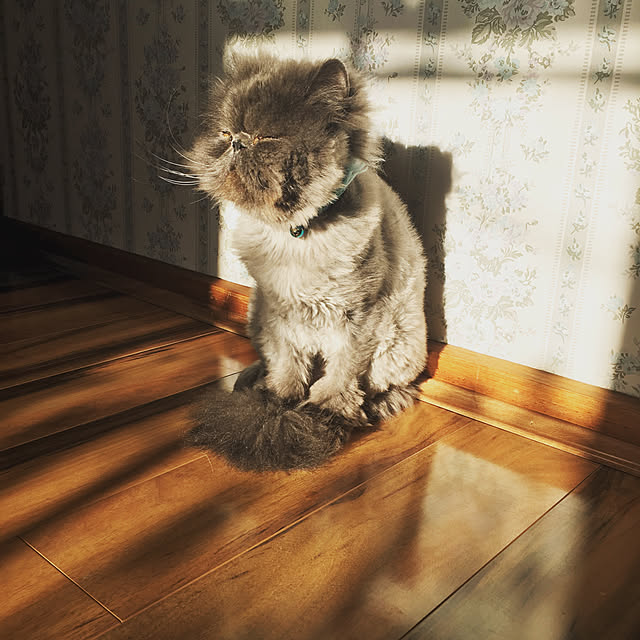 部屋全体/my catのインテリア実例 - 2017-12-30 16:06:39
