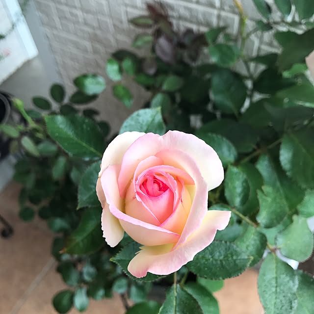 minamiさんの実例写真