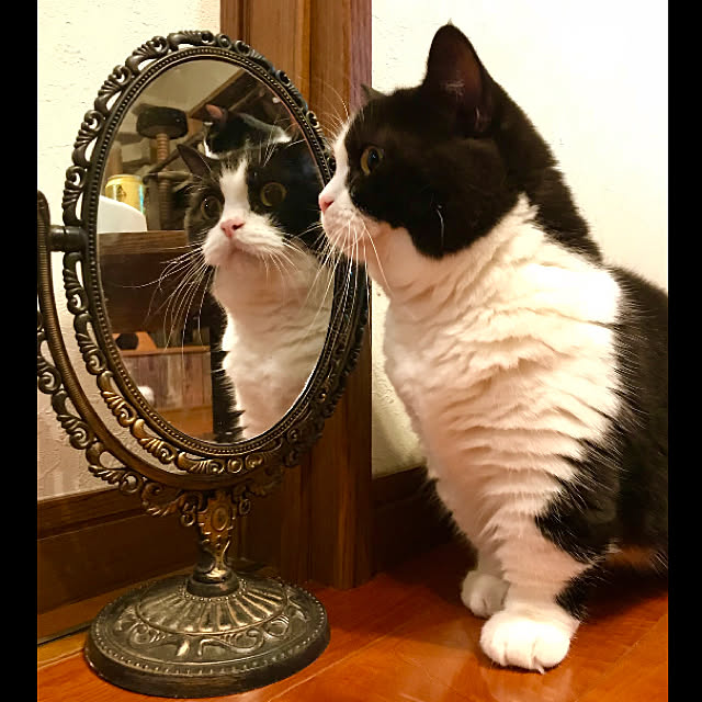 butachanさんの実例写真